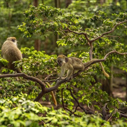 Barbados - wildlife