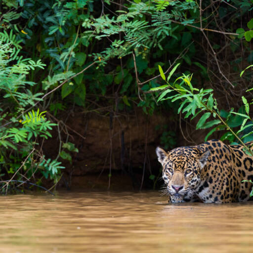 Jaguar in Pantanal