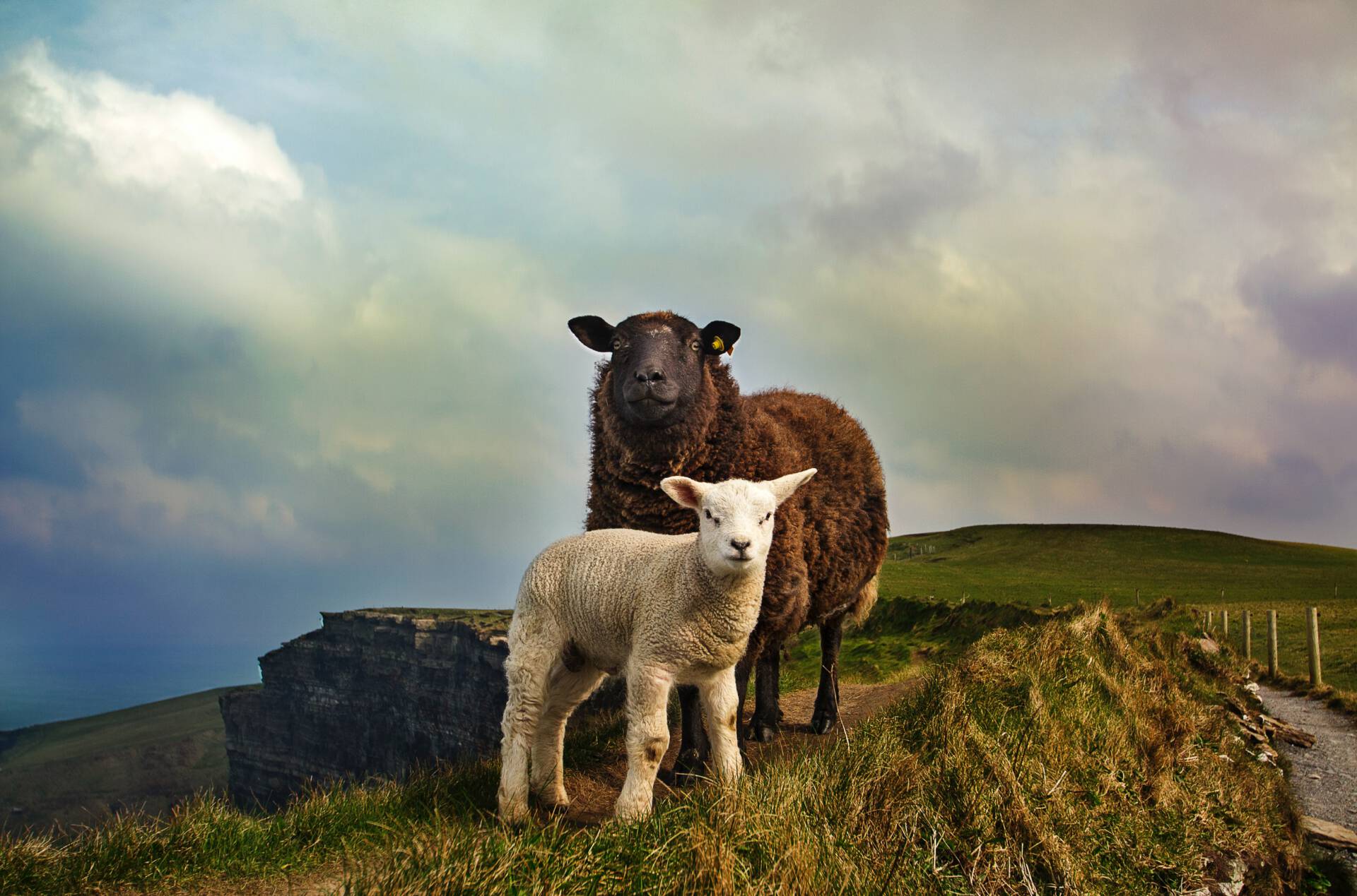 Schapen op Moher-kliffen