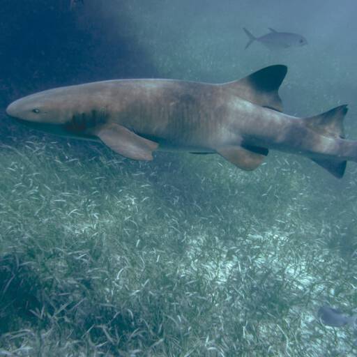 Nurse shark