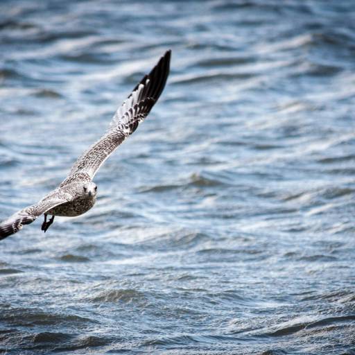 Quebec Canada - watervogel