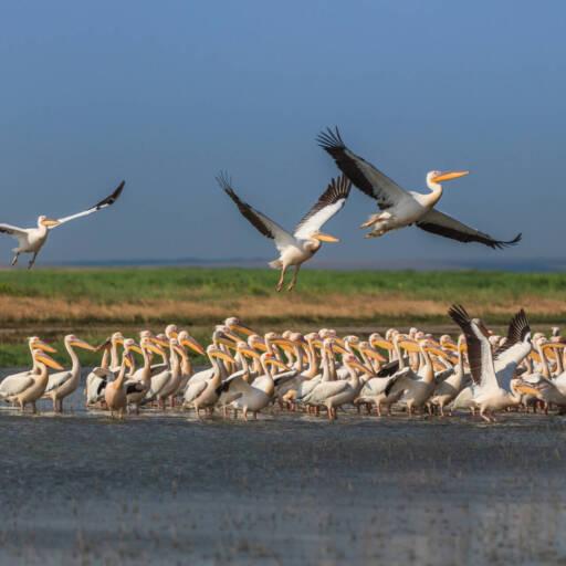 Witte pelikanen bij de Donaudelta, Romanië