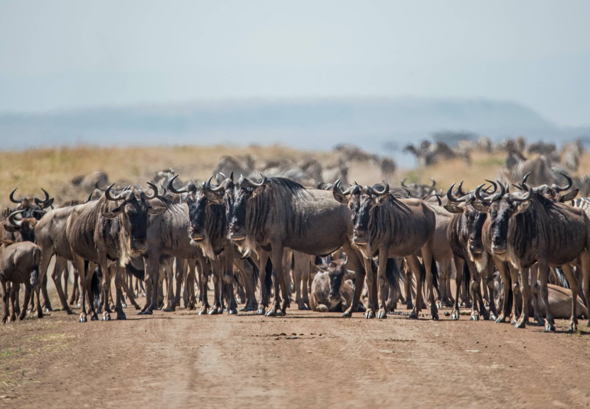 Wildebeest in Masai Mara